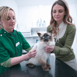chat chez le vétérinaire